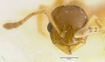 Media type: image;   Entomology 21031 Aspect: head frontal view